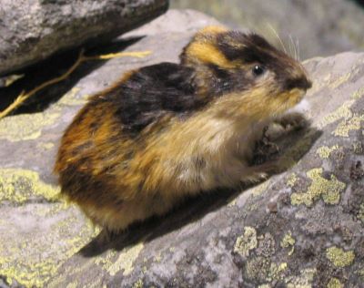 "lemming" picture