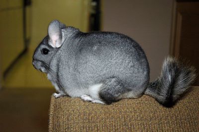 "chinchilla" picture