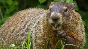 "groundhog" picture