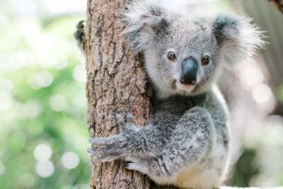 "koala" picture