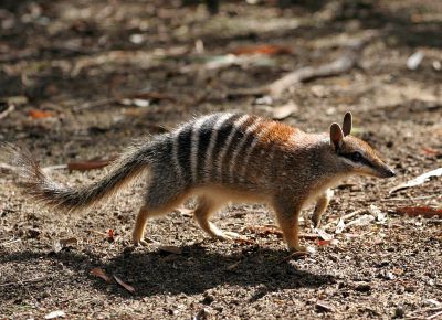 "numbat" picture