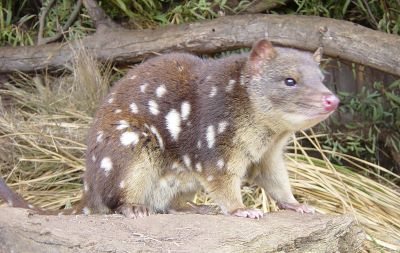 "quoll" picture