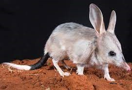 "bilby" picture