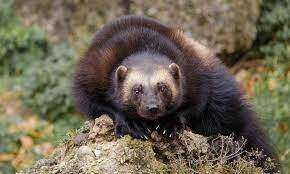 "wolverine" picture