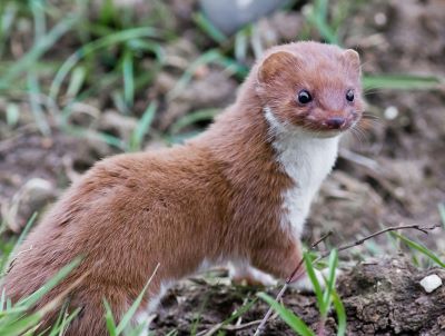"weasel" picture