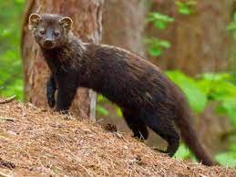 "fisher" picture