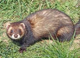 "polecat" picture