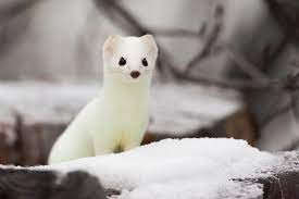 "ermine" picture