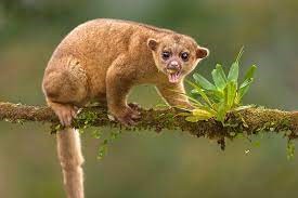 "kinkajou" picture
