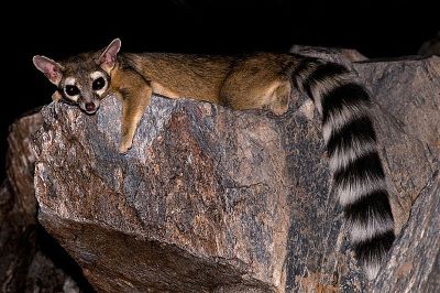 "ringtail" picture