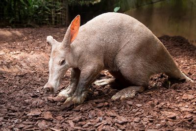"aardvark" picture