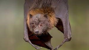 "fruit bat" picture