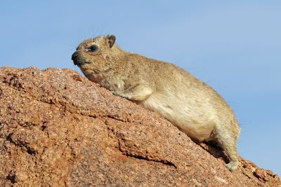"hyrax" picture