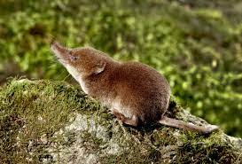 "shrew" picture