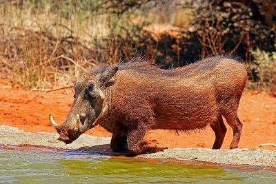 "warthog" picture