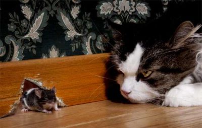 "mouser" picture