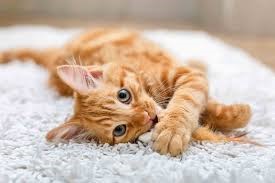 "house cat" picture
