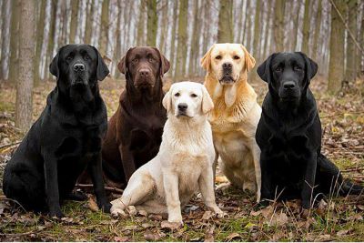"labrador" picture