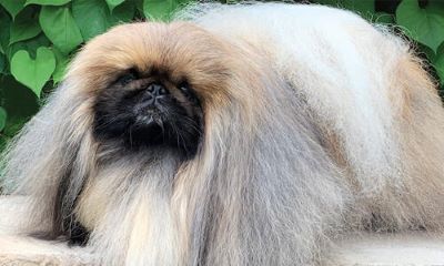 "pekingese" picture