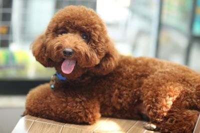 "poodle" picture