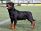 "rottweiler" picture