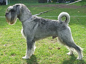 "schnauzer" picture