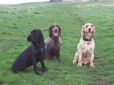"spaniel" picture