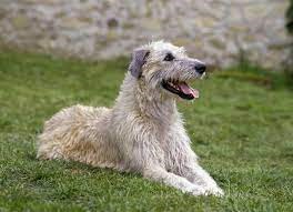 "wolfhound" picture