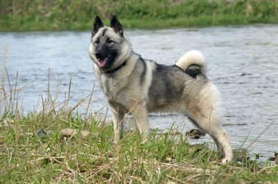 "elkhound" picture