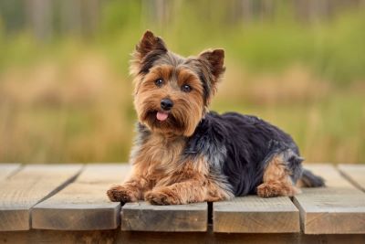 "Yorkshire terrier" picture
