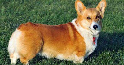 corgi とは？ | Lingoland 英和辞典
