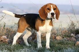 "beagle" picture