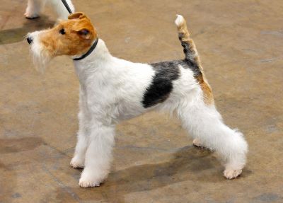 "Fox Terrier" picture