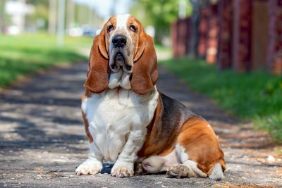 "basset" picture