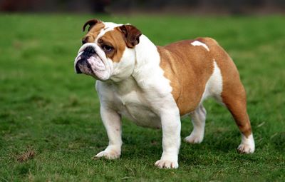 "bulldog" picture