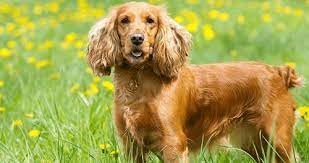 "cocker" picture