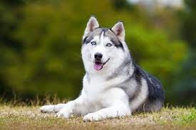 "husky" picture