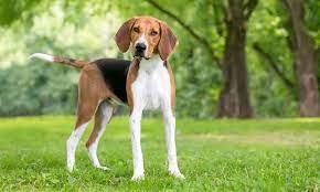 "foxhound" picture