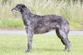 "deerhound" picture