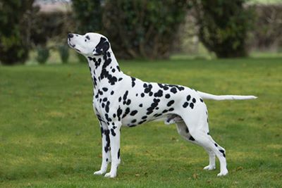 "dalmatian" picture
