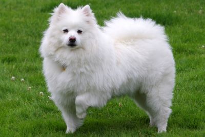 "Eskimo dog" picture
