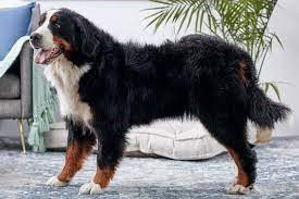 "Bernese mountain dog" picture