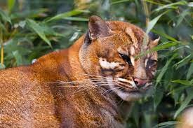 "Asian golden cat" picture