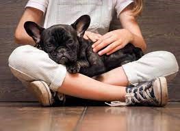 "lapdog" picture