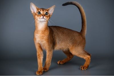 "abyssinian" picture