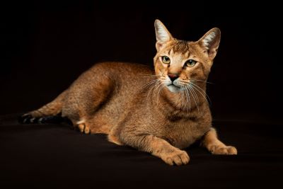 "Chausie" picture