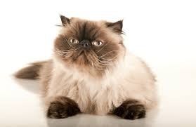 "himalayan" picture