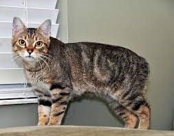 "manx" picture