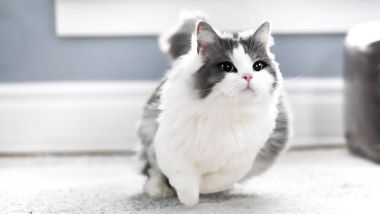 "munchkin" picture