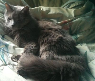 "Nebelung" picture